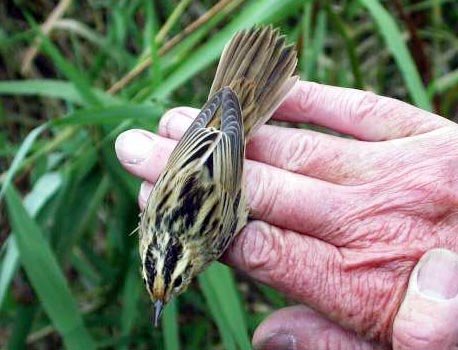 aquaticwarbler.jpg