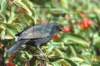 blackbird_small.jpg